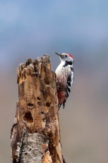 A woodpecker sits calmly on a broken branch against a blurred background, a peaceful atmosphere,