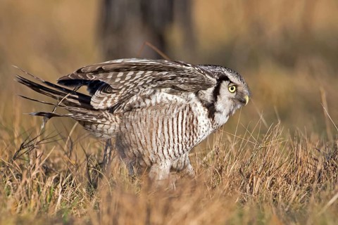 Northern Hawk-Owl (Surnia ulula), Saxony, Germany