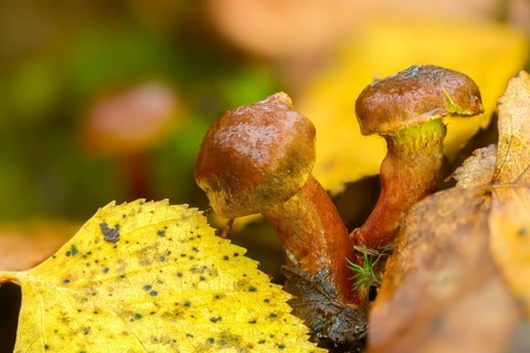 Common jumbled head, inocybe carbonaria, inocybe lacera, cracked mushroom, spindle-spored cracked