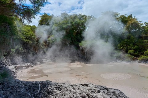 Thick steam rises from hot mud springs, surrounded by dense greenery, Wai-O-Tapu Thermal