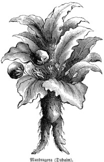 Altraune (Mandragora officinarum) poisonous medicinal, ritual and in ancient times magic plant,