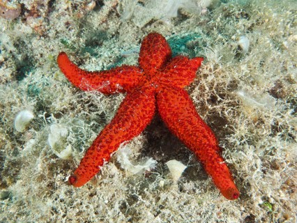 Red starfish (Echinaster sepositus) on a sandy seabed surrounded by seaweed, Hausriff dive site,