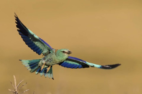 Roller, Almond Crow, (Coracias garrulus), Animals, Birds, Roller, Roller family, Flight photo,