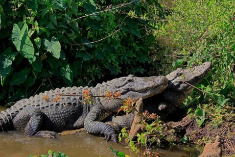 Mississippi Alligator (Alligator mississippiensis), pike alligator, adult, pair, male, female,