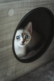 A blue-eyed kitten peers curiously through a circular opening in a cat house, displaying innocence