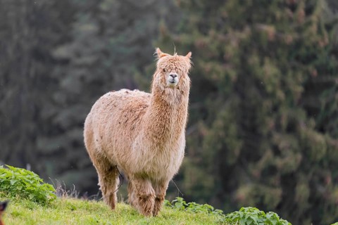 A white male Alpaca (Vicugna pacos) stands on hilly ground in front of a forest