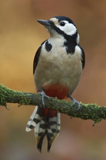 Great Spotted Woodpecker (Dendrocopos major), Utrecht, Netherlands