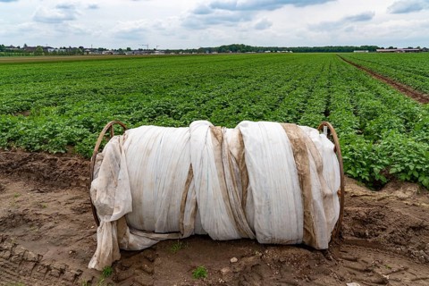 Potato field, potato ridges, early potatoes, 6 weeks after planting, just over 3 weeks until