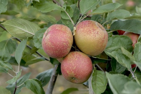 Malus domestica 'Roter Boskoop', Wolf, Bundessortenamt Prüfstelle Wurzen, Wurzen, Saxony, Germany