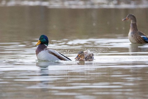 Mallard (Anas platyrhynchos) Mating Germany