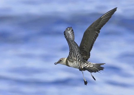 Long-tailed Jaeger (Stercorarius longicaudus), South Australia, Australia