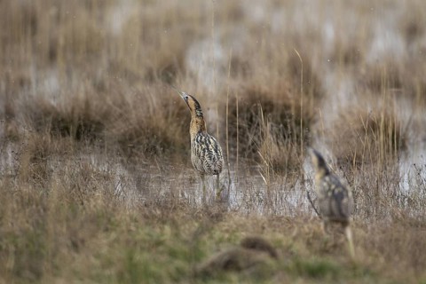 Eurasian Bittern (Botaurus stellaris), Burgenland, Austria