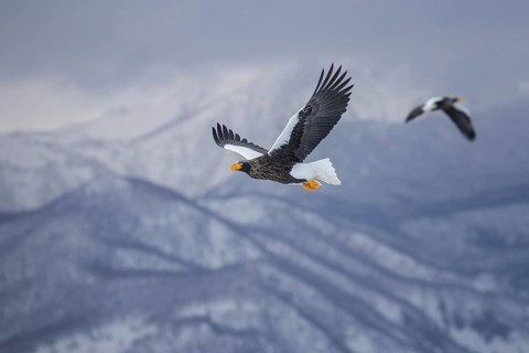 Steller's Sea Eagle (Haliaeetus pelagicus) flying, Hokkaido, Japan