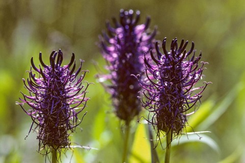 Black Rampion, Campanulaceae, Bellflower Family, Phyteuma Nigrum, Black Devil's Claw, Devil's Claw,