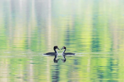 Courtship of a pair of great crested grebes (Podiceps cristatus) on a lake with intense green