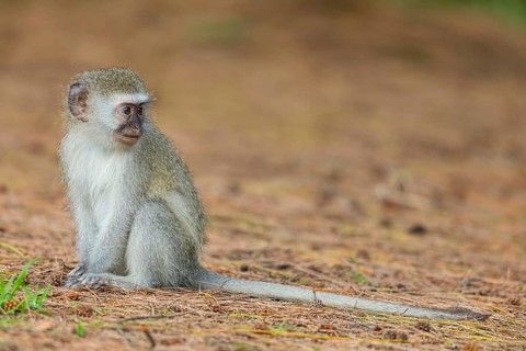 Vervet Monkey, (Chloroebus pygerythrus), vervet monkey, monkey, monkeys, primate, primates, family