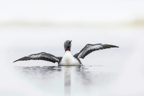 Red-throated Loon (Gavia stellata) flapping, Floi, Iceland