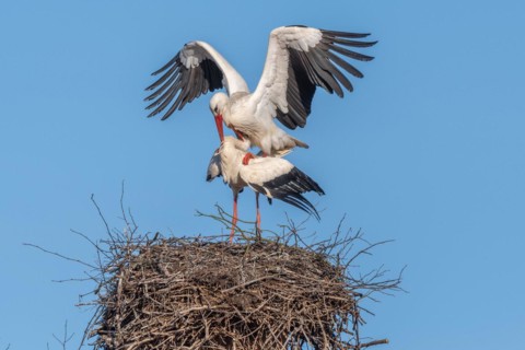 Mating white storks in courtship display (ciconia ciconia) on their nest in spring. Bas Rhin,