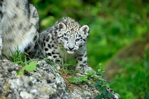 Snow leopard (Uncia uncia), young, lying on rocks, portrait, vigilant, endangered species, captive