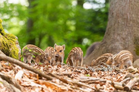 Wild boar (Sus scrofa) piglets standing in a forest, Bavaria, Germany