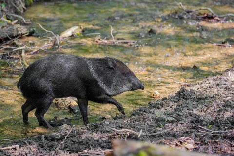 A collared peccary (Dicotyles tajacu) crosses a small creek in a forest