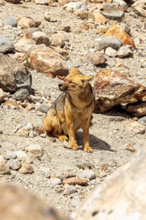 South American gray fox (Lycalopex griseus), Laguna de los Tres Trail, Mount Fitz Roy, El Chaltén,