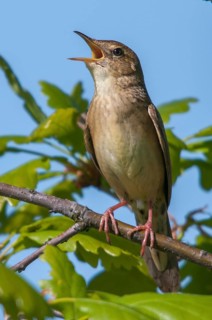 Brandenburg, Common Grasshopper Warbler, Germany, Grasshopper Warbler, Locustella Naevia, Nabu,