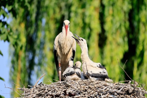 White stork (Ciconia ciconia), adult, juvenile, chick, nest, family, Heidelberg, Germany