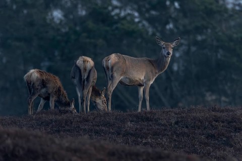 In the evening, red deer (Cervus elaphus) wander with their fawns to the grazing grounds on the