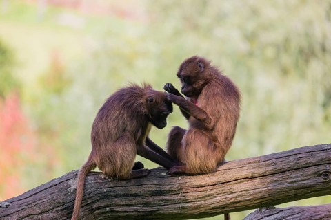 Two female Gelada (Theropithecus gelada), or bleeding-heart monkey grooming each other on a log