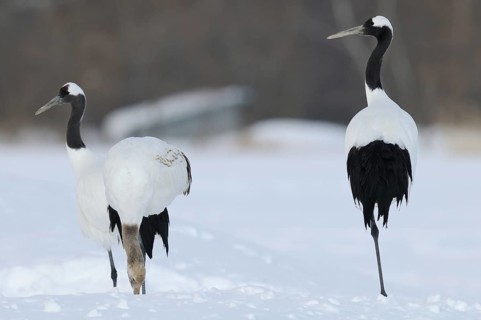 Red-crowned Crane (Grus japonensis), Hokkaido, Japan