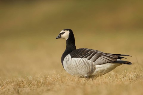 Barnacle Goose (Branta leucopsis), Bavaria, Germany