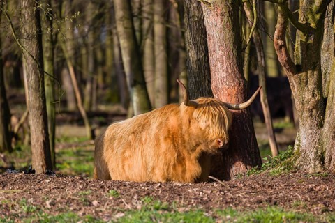One Highland bull and a cow (Bos (primigenius) taurus) stand in a forest