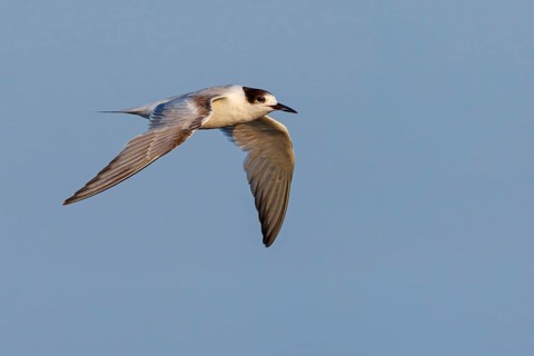 White-cheeked Tern, White-cheeked Tern, (Sterna repressa), family of terns, animals, birds, flight