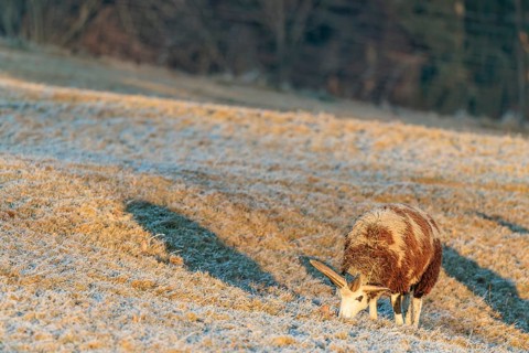 A female Jacob sheep (Ovis ammon F. aries) grazes at sunrise on a meadow covered with hoarfrost.