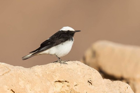 Hooded Wheatear (Oenanthe monacha) on ground, Eilat, Israel