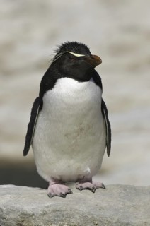 Southern Rockhopper Penguin (Eudyptes chrysocome), Falkland Islands