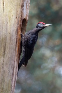 Black Woodpecker (Dryocopus martius) male at nest cavity, Netherlands