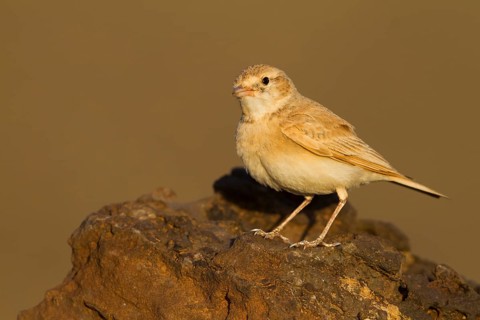 Bar-tailed Desert Lark - Sandlerche - Ammomanes cincturus, Marokko, adult