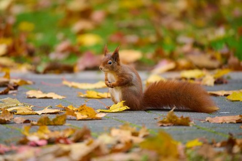 Eurasian squirrel (Sciurus vulgaris), sitting on a walkway covered with autumn leaves in a park,