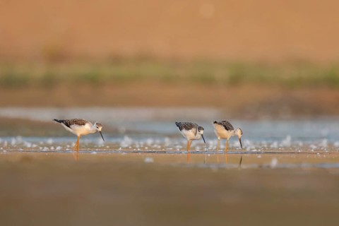 Black-winged Stilt (Himantopus himantopus) group of juveniles foraging, North Rhine-Westphalia,