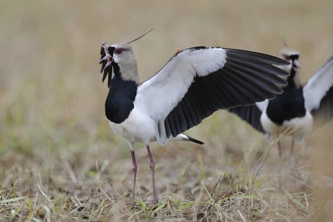 Southern Lapwing (Vanellus chilensis), Pantanal, Brazil