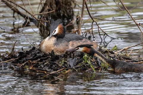 Great Crested Grebe (Podiceps Scalloped ribbonfish) at the nest, Emsland, Lower Saxony, Germany