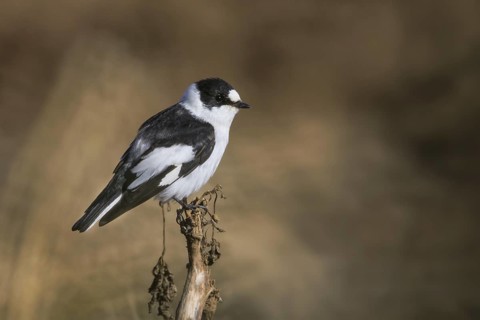 Collared Flycatcher (Ficedula albicollis) male, Cyprus