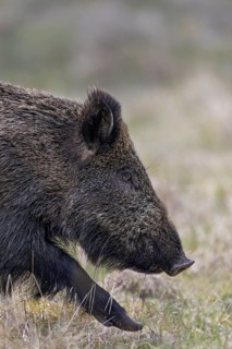 Portrait of a wild boar (Sus scrofa), Denmark