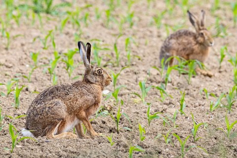 European hare (Lepus europaeus) Germany