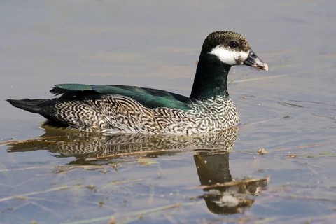 Green Pygmy Goose (Nettapus pulchellus) male, Northern Territory, Australia