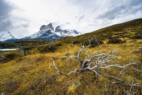 Enchanted dead trees, Cuernos del Paine mountain range in autumn, Torres del Paine National Park,