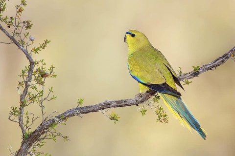 Elegant Parrot (Neophema elegans) male, Australia