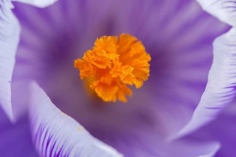 Lilac crocus (Crocus sp.) top view close-up showing yellow stigma in late winter, early spring